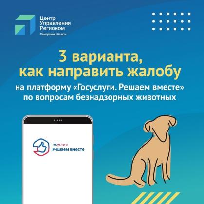 Куда и как сообщить о стае безнадзорных животных?